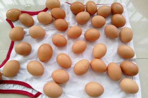 鸡蛋喷码机教您保鲜鸡蛋的5个方法